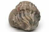 Reedops Trilobite - Atchana, Morocco #224357-1